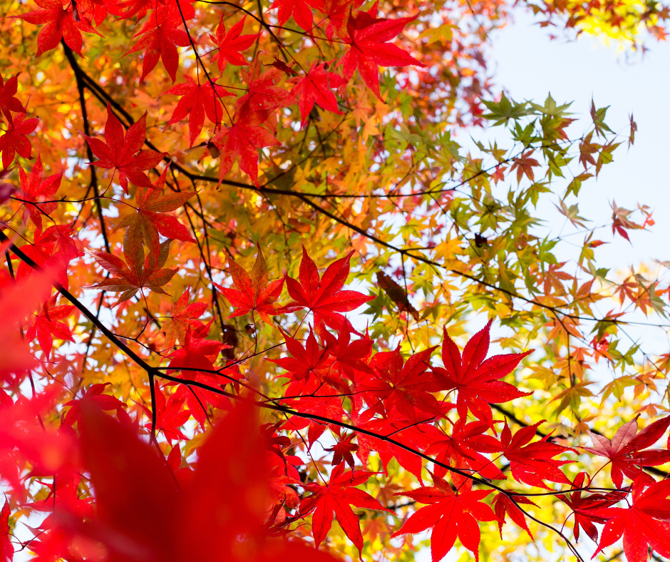3-top-spots-in-tokyo-for-autumn-foliage-viewing