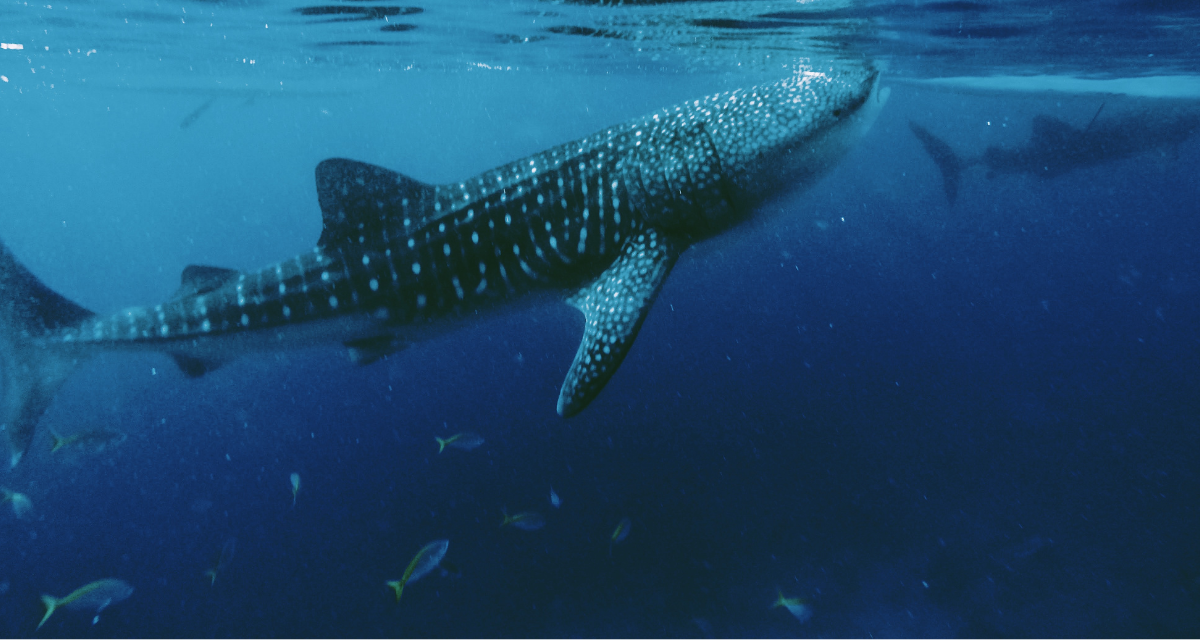 ジンベエザメ　スノーケリングツアー｜ツアーイメージ画像