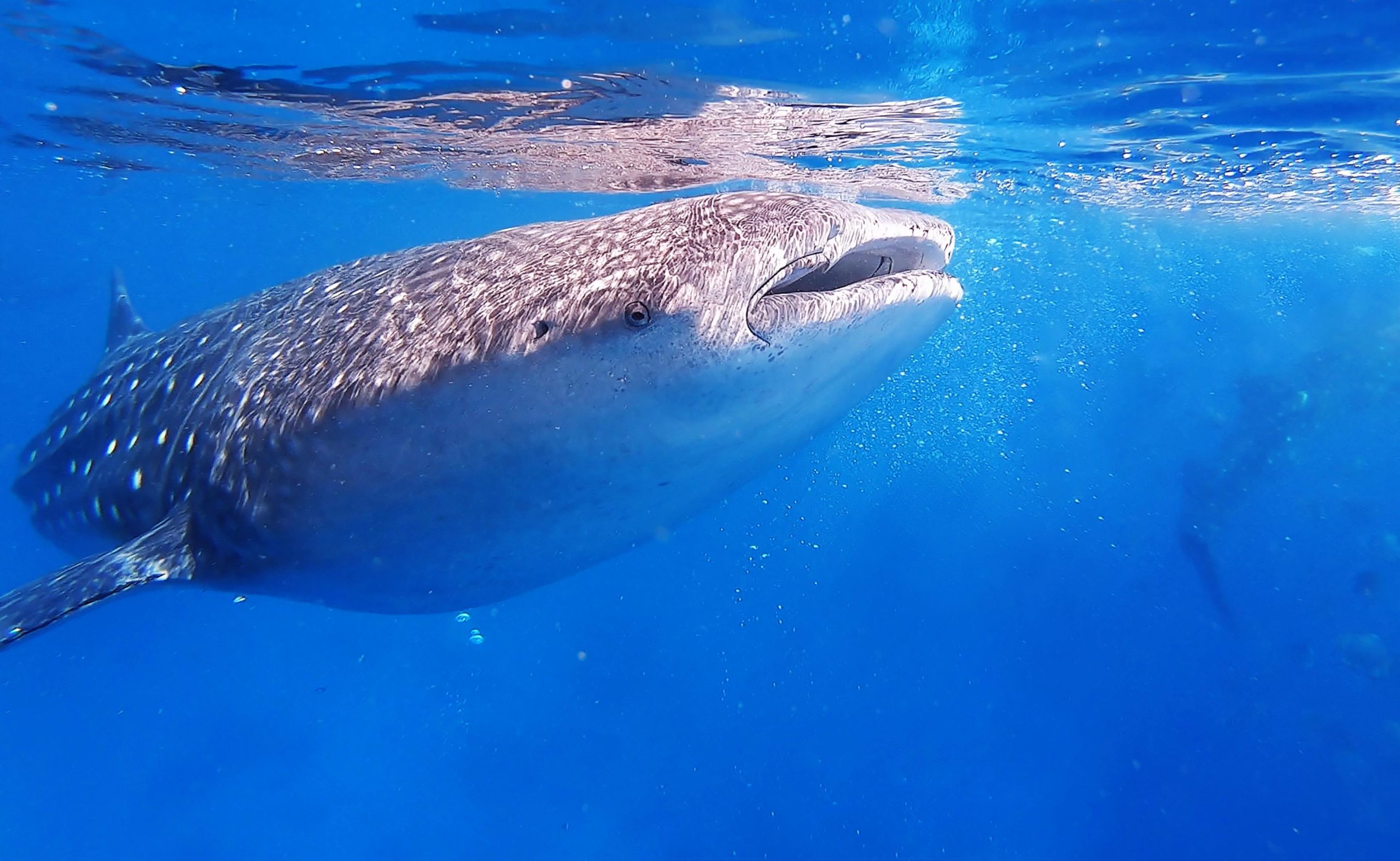 ジンベエザメ　スノーケリングツアー