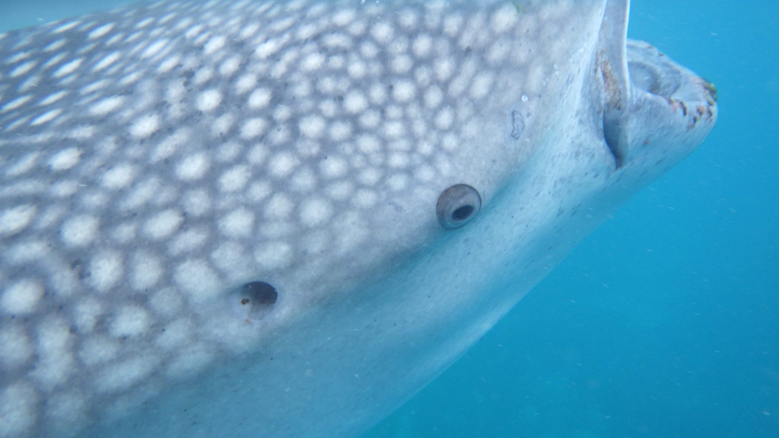 ジンベエザメ　スノーケリングツアー｜ツアーイメージ画像